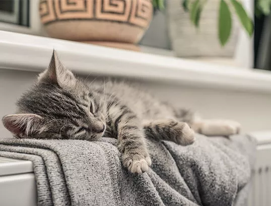 Photo of a sleeping cat